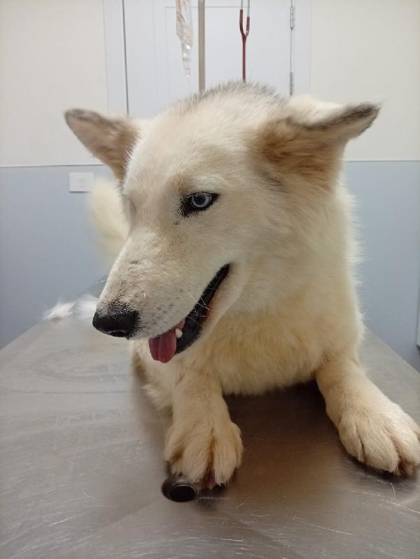 Donut, Meravigliosa Husky